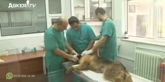 Askeri Veteriner Okulu ve Eğitim Merkezi Komutanlığı (Arşiv)