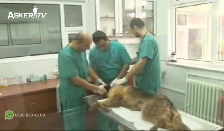 Askeri Veteriner Okulu ve Eğitim Merkezi Komutanlığı (Arşiv)